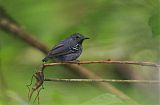 Long-winged Antwrenborder=